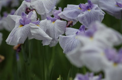 花しょうぶ