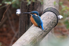 大阪万博公園のカワセミ