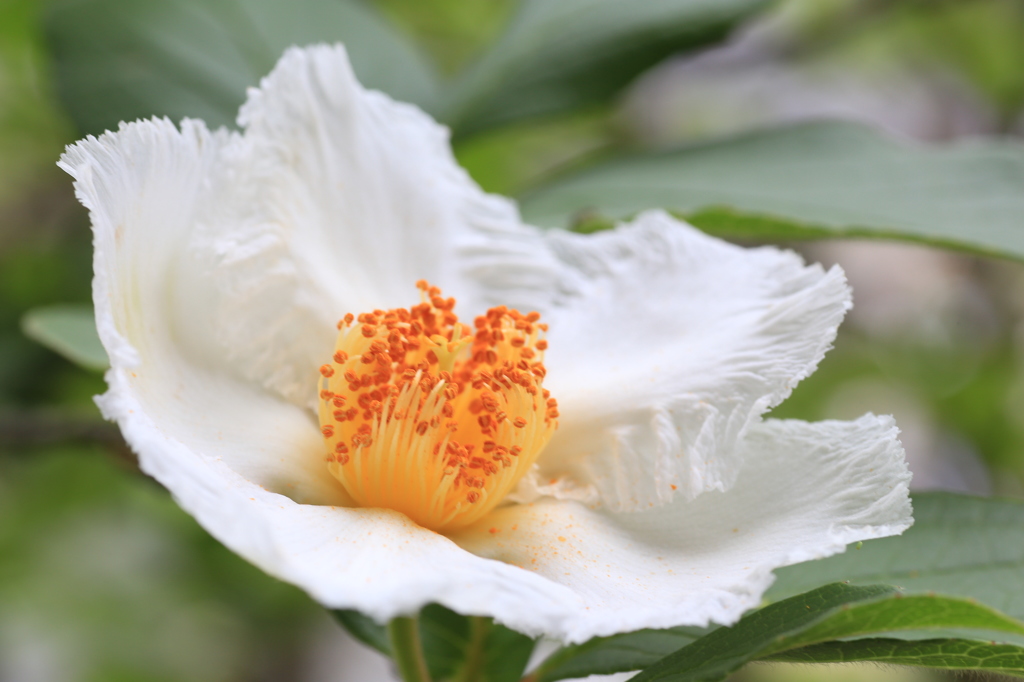 矢田寺　娑羅の花