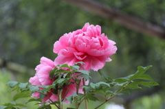 長谷寺　ぼたん