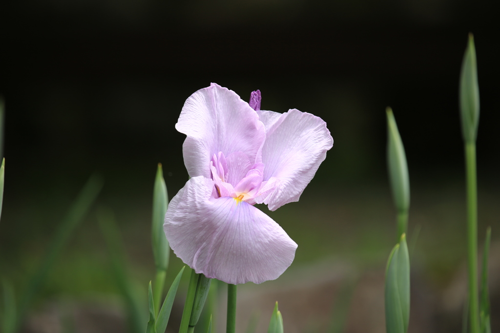 花菖蒲　２