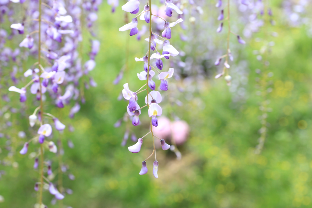 白毫寺　藤の花　２