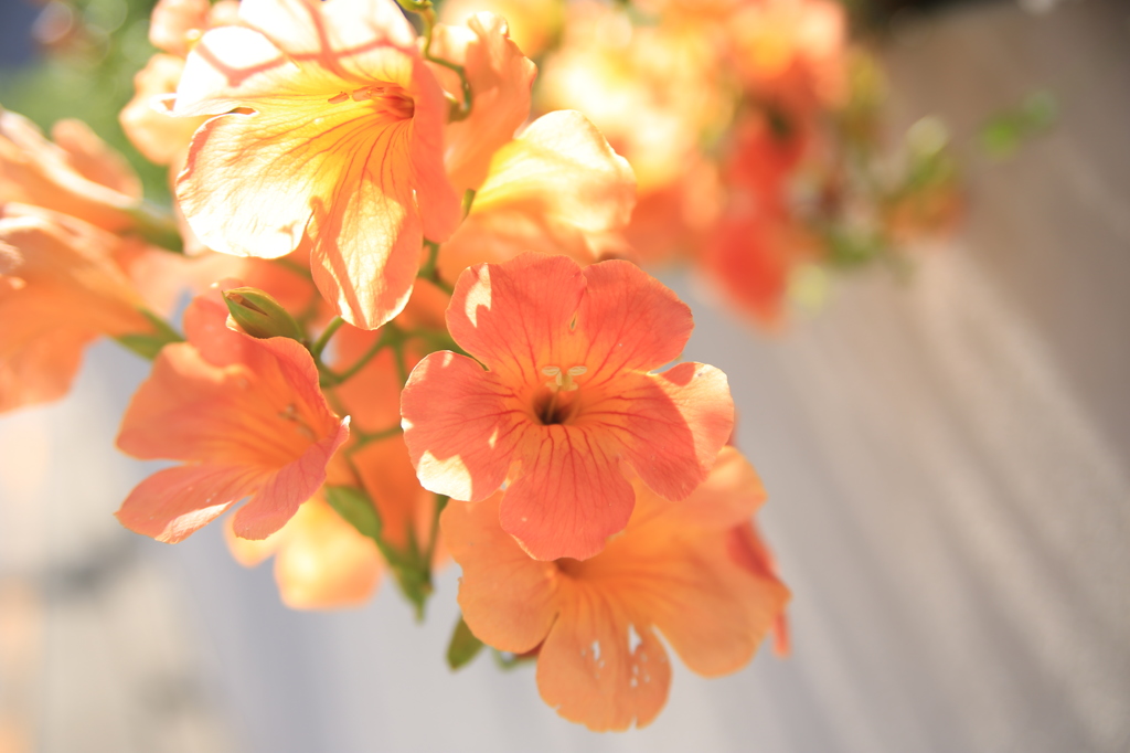 凌霄花（ノウゼンカズラ）