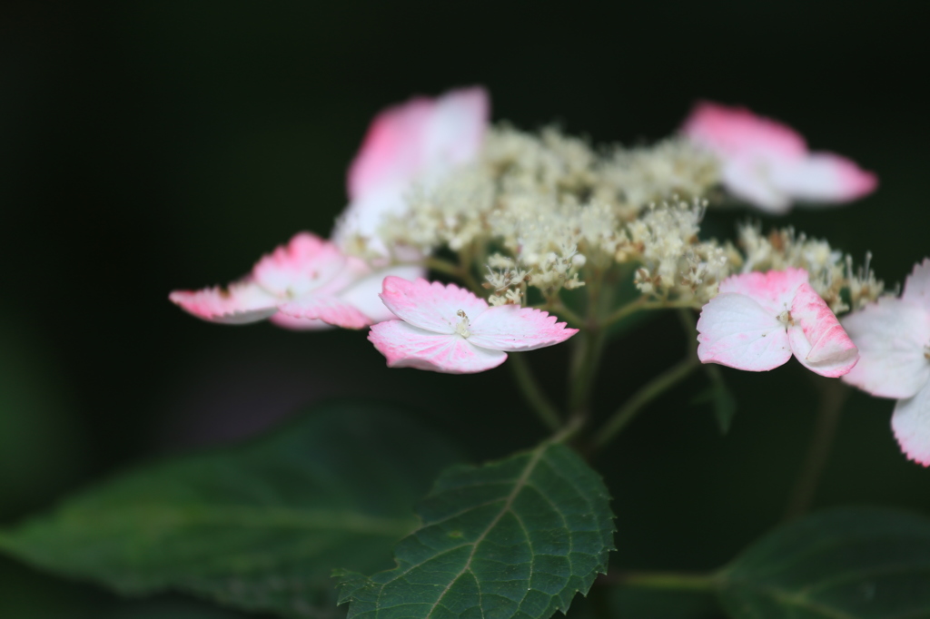 矢田寺　紫陽花