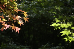 大阪万博公園　4