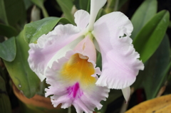 福知山市都市緑化植物園　2