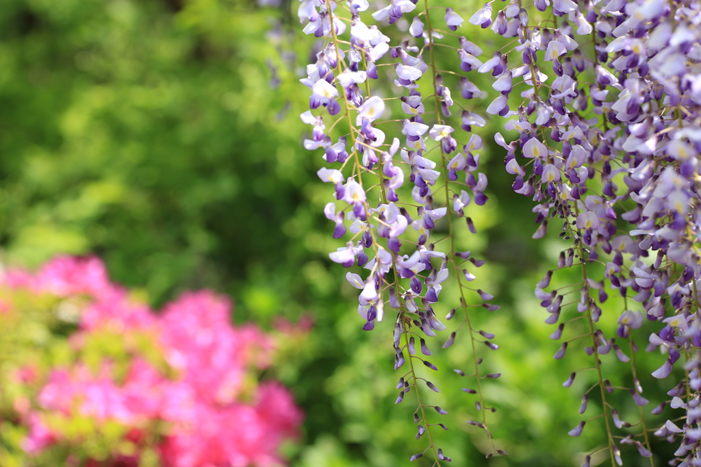 白毫寺　藤の花　３
