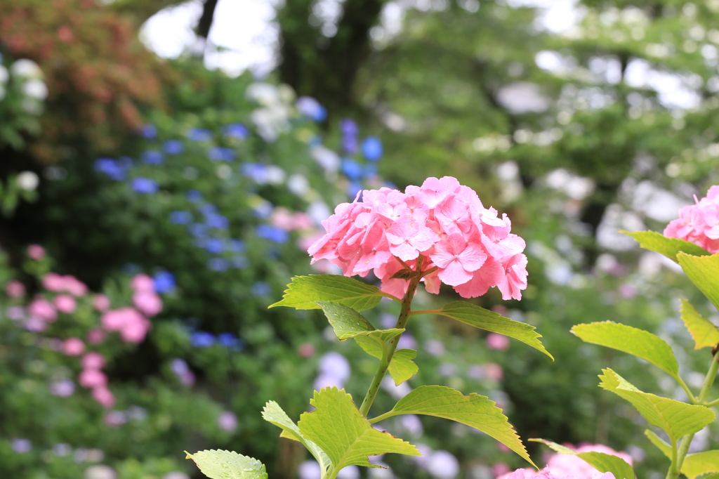 矢田寺　紫陽花