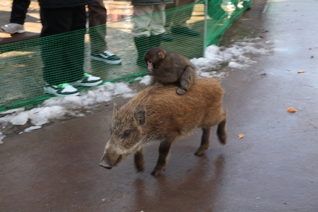 福知山市動物園　1