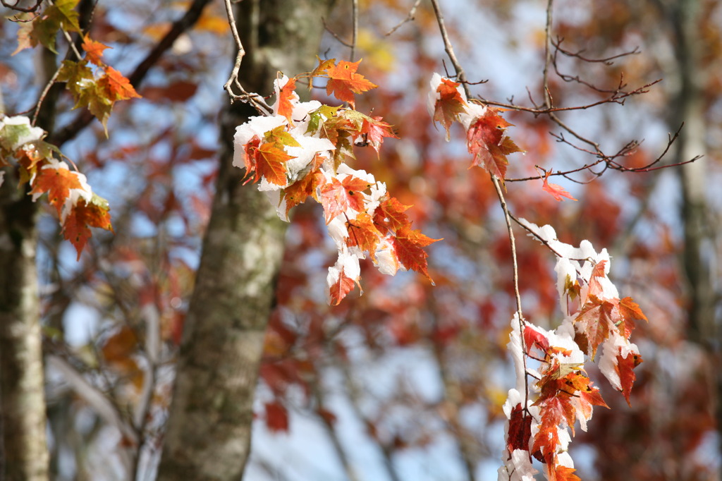 大台ケ原　紅葉と樹氷