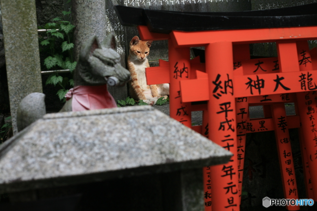 伏見稲荷　キツネ＆ネコ