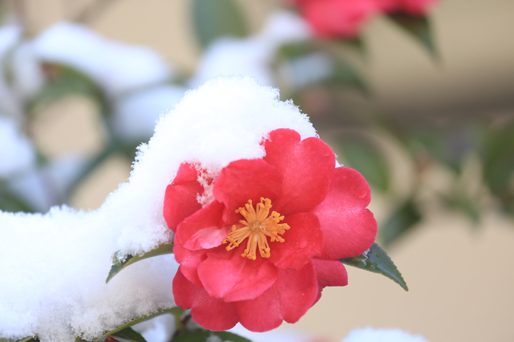雪中花