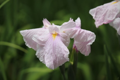 花菖蒲　