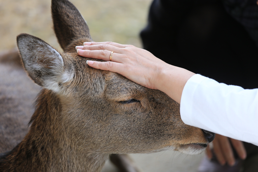 神様のお使い　奈良公園の鹿