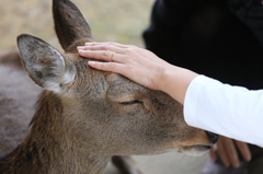 神様のお使い　奈良公園の鹿