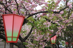 2015　造幣局桜の通り抜け　3