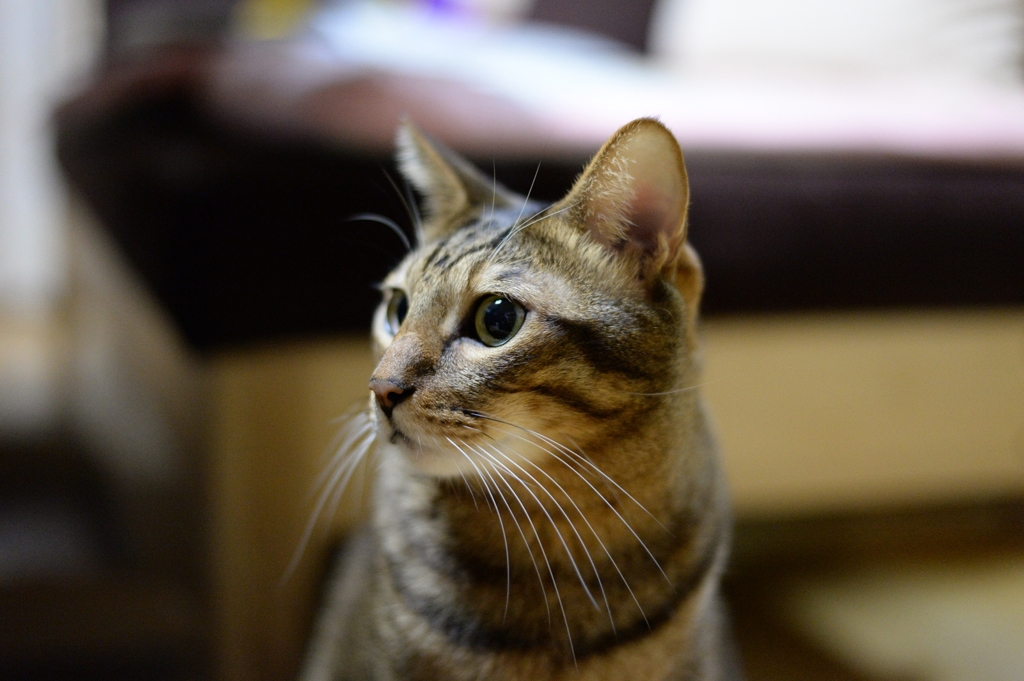 cat jpg