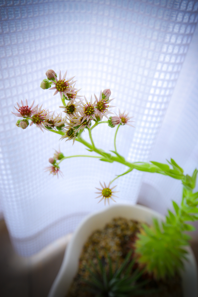 センペルビウムの花