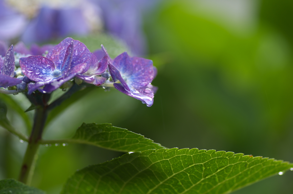 img.hortensia