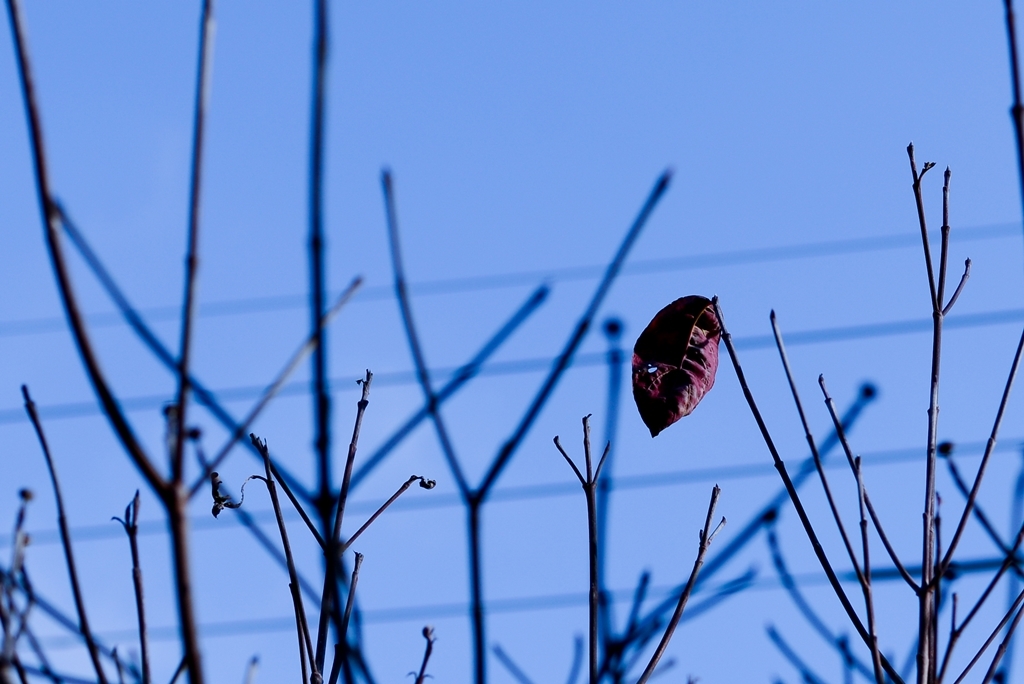 冬の足音はレの音で始まる♪