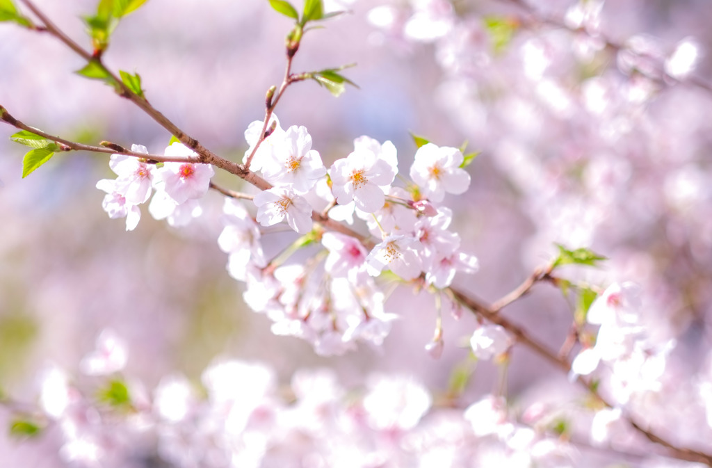 春の中に