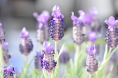 紫蜂