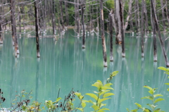 美瑛　青い池