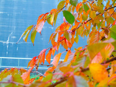 紅葉