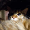 IMG_2468_edited-1