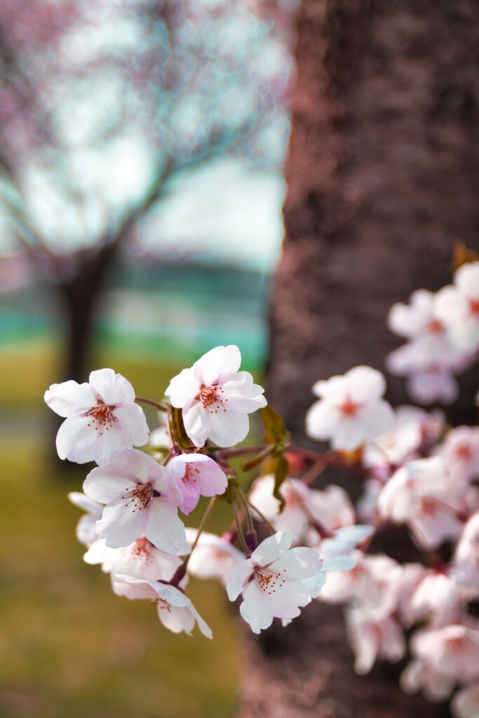 桜