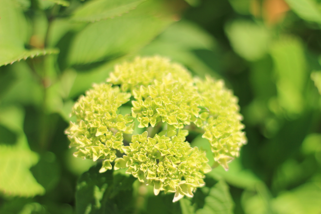 紫陽花　②