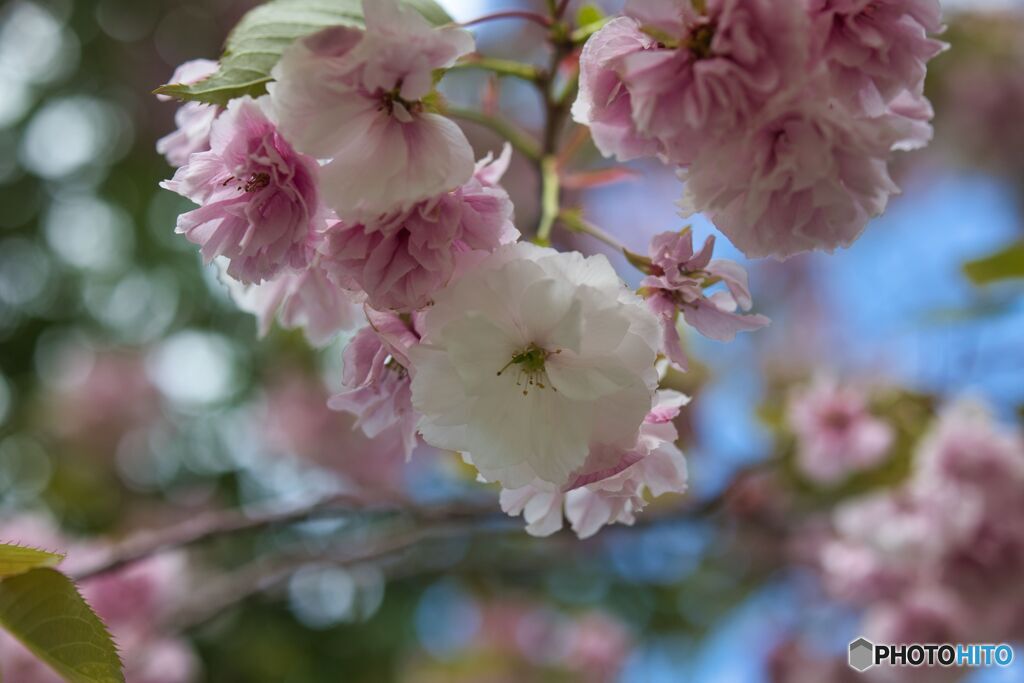 八重桜