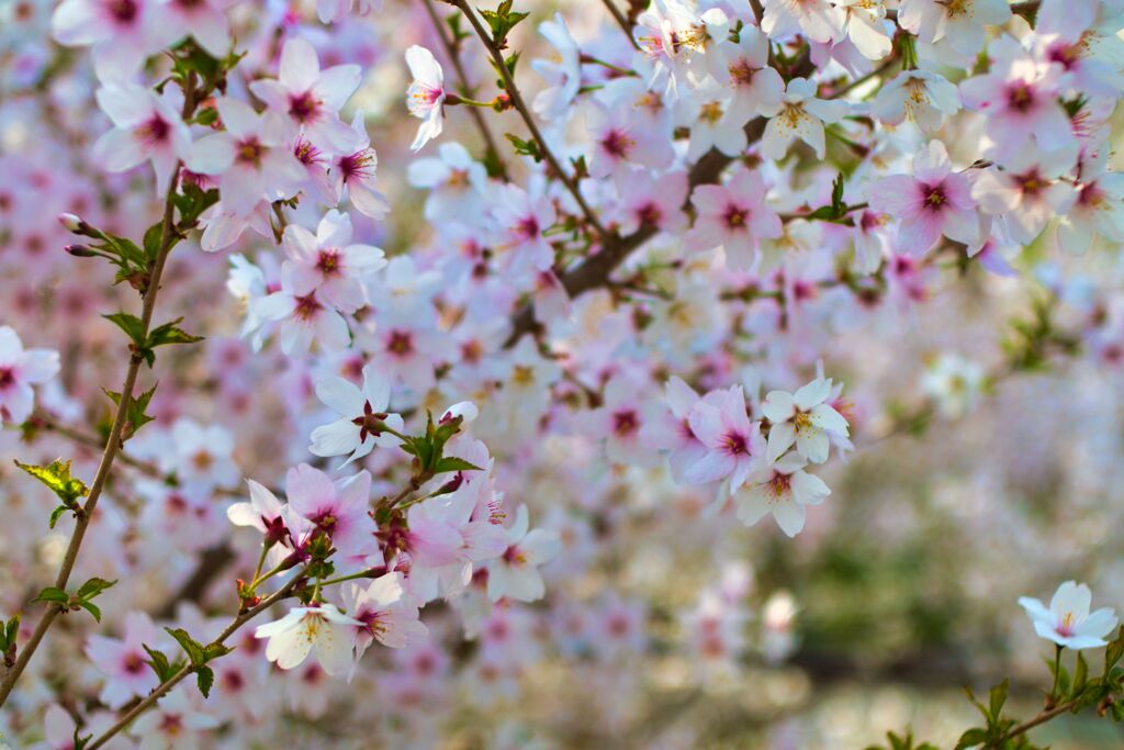 桜咲く