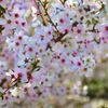 桜咲く