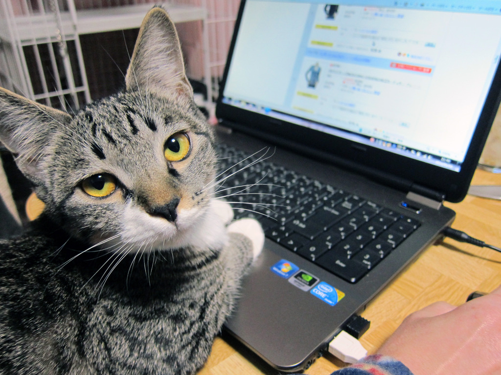 PCネコ