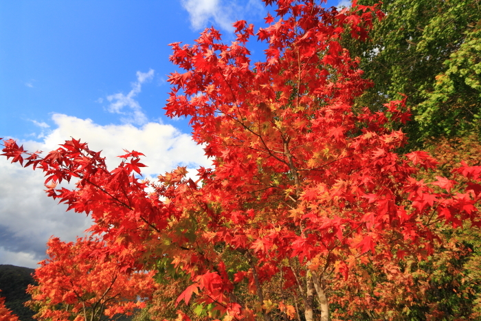 紅葉