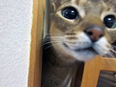 なになに？