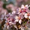 桜～