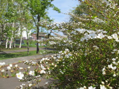 公園