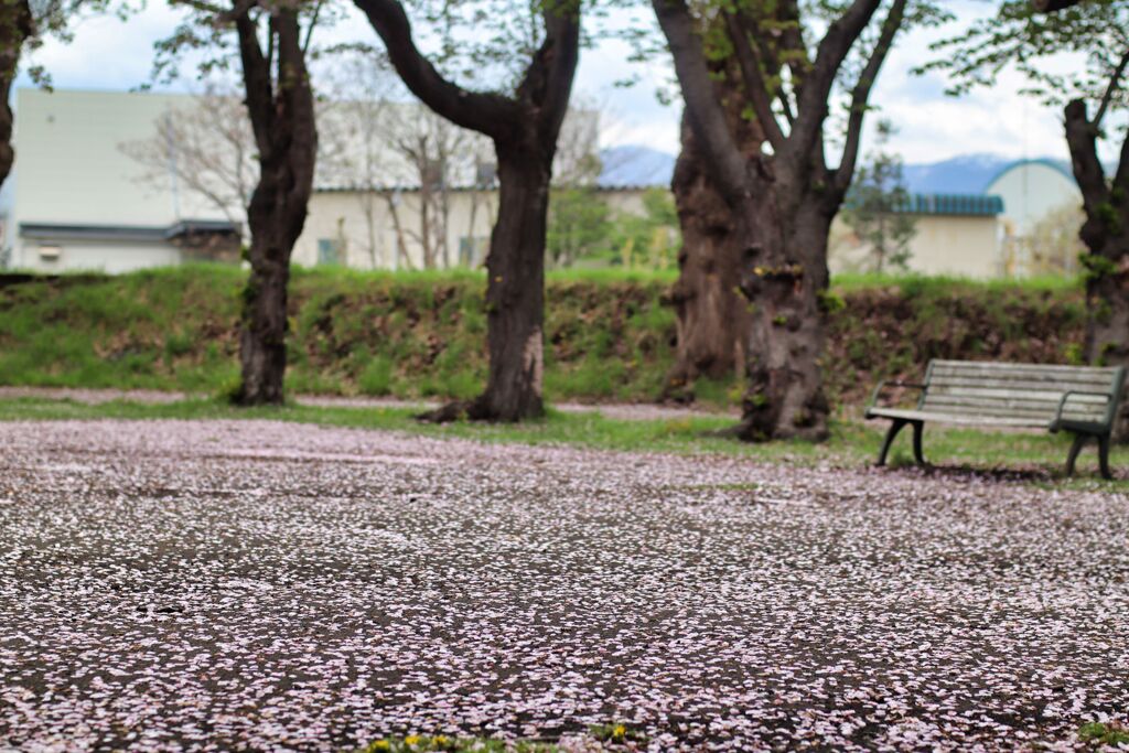 桜散る
