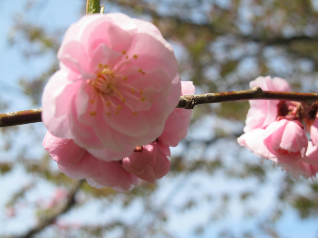 桜