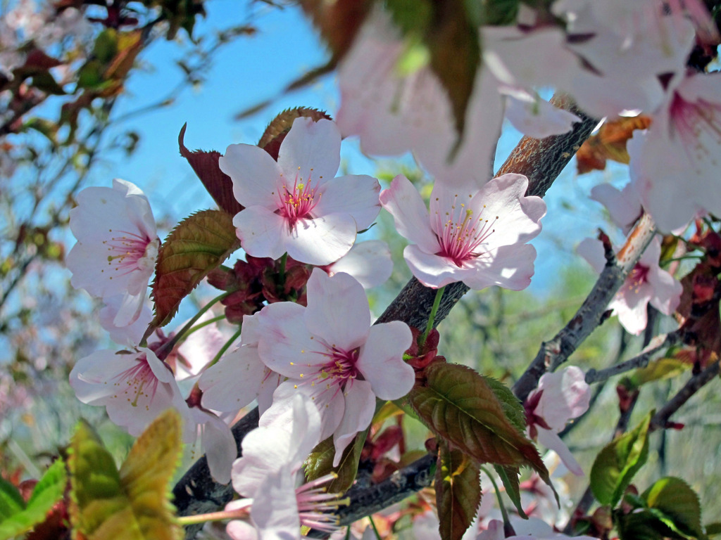 桜