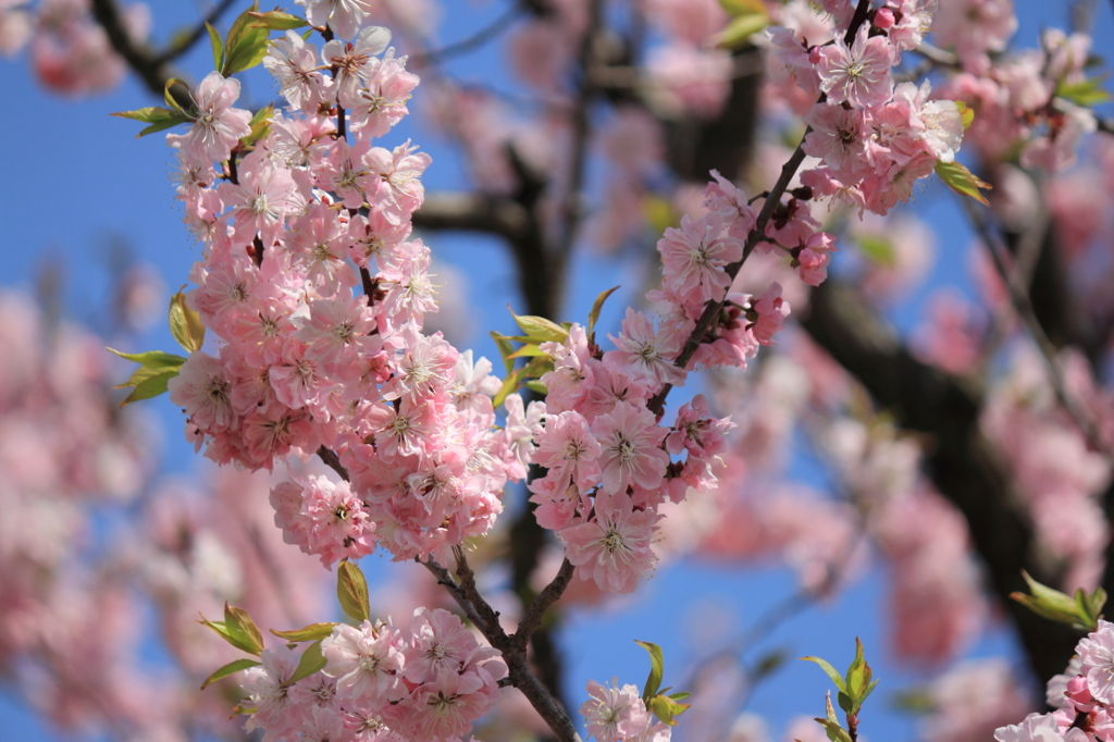 梅の花