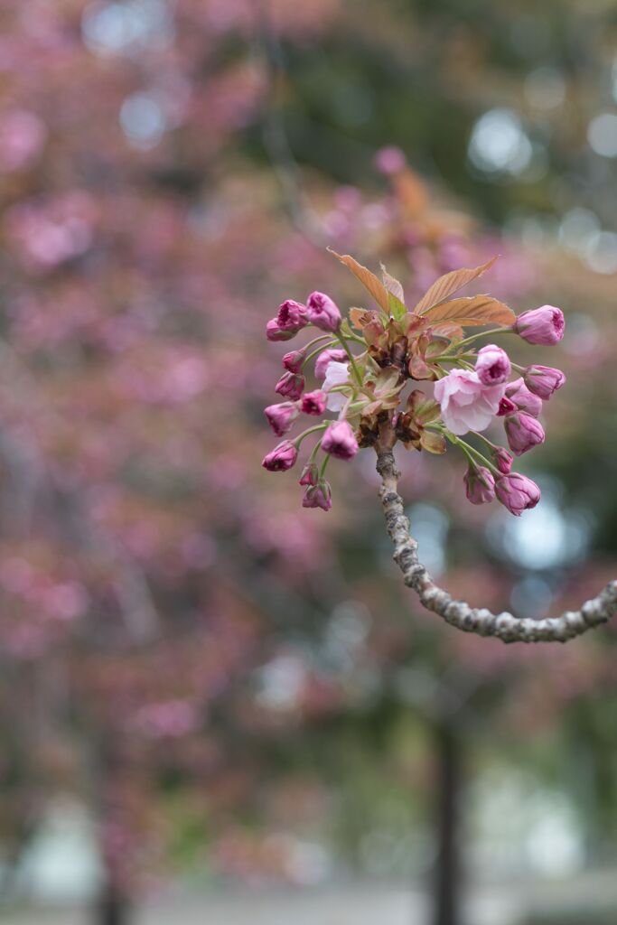 桜