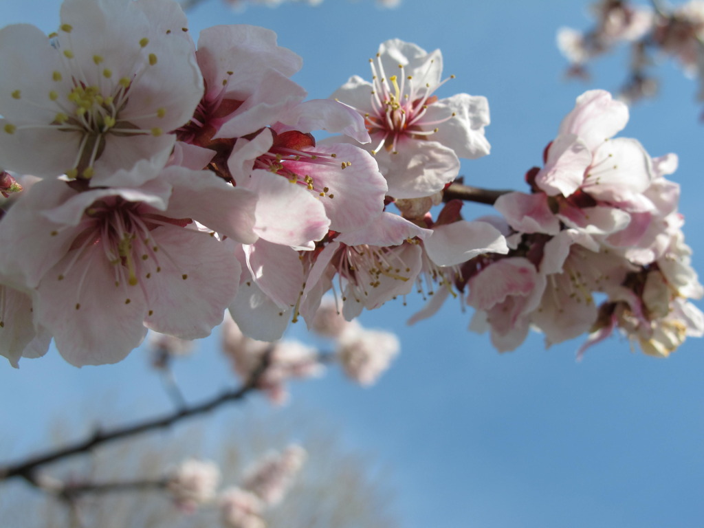 桜