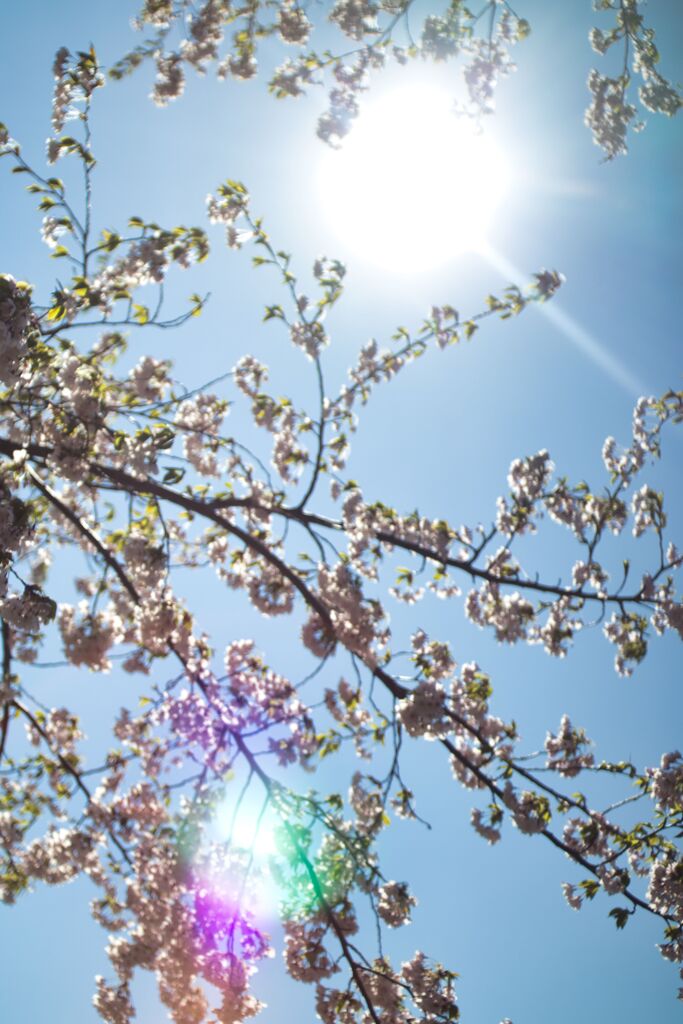 桜