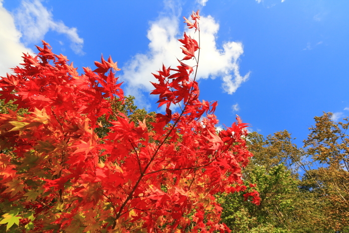 紅葉