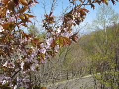 桜