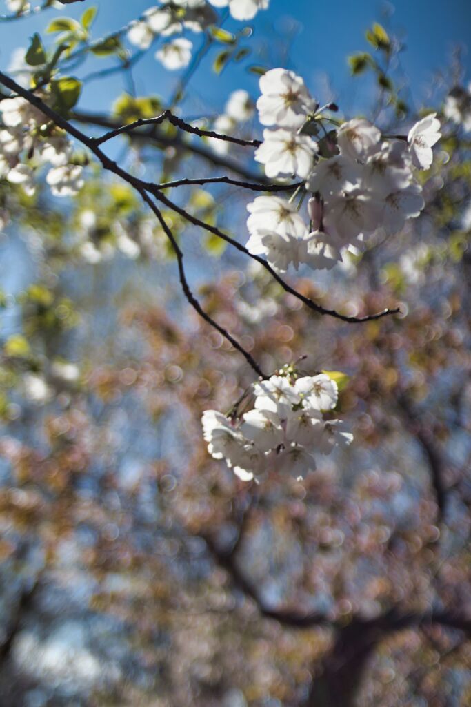 桜