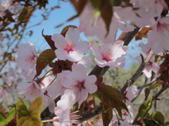 桜